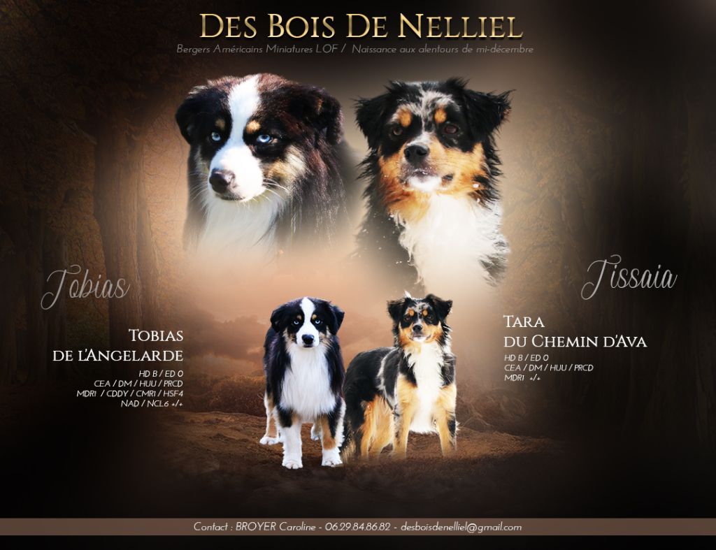 chiot Berger Américain Miniature  Des Bois De Nelliel