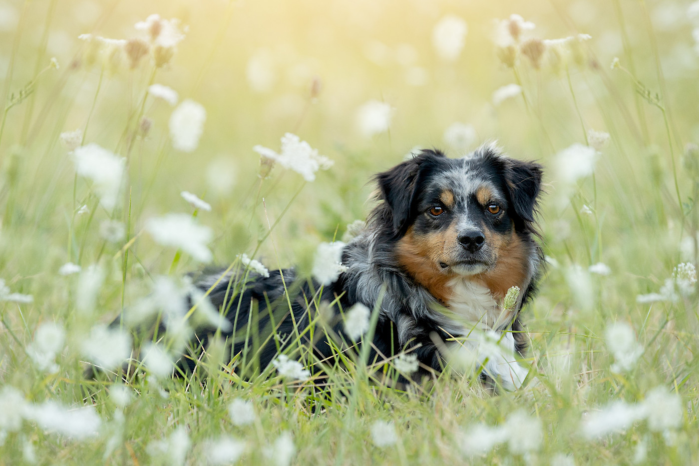 Tara du Chemin d'Ava