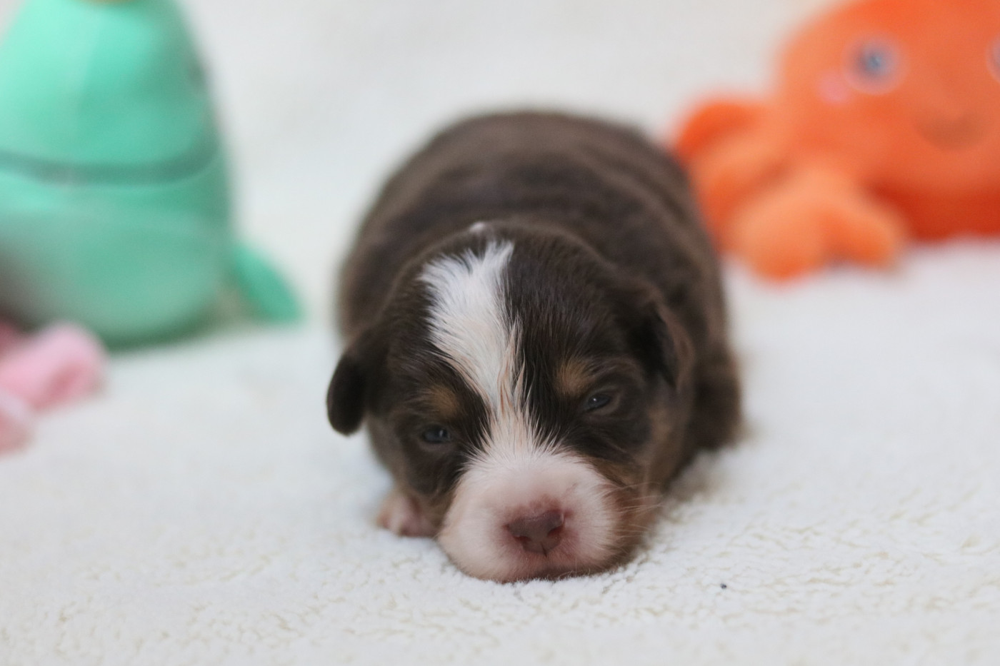 Des Bois De Nelliel - Chiots disponibles - Berger Américain Miniature 