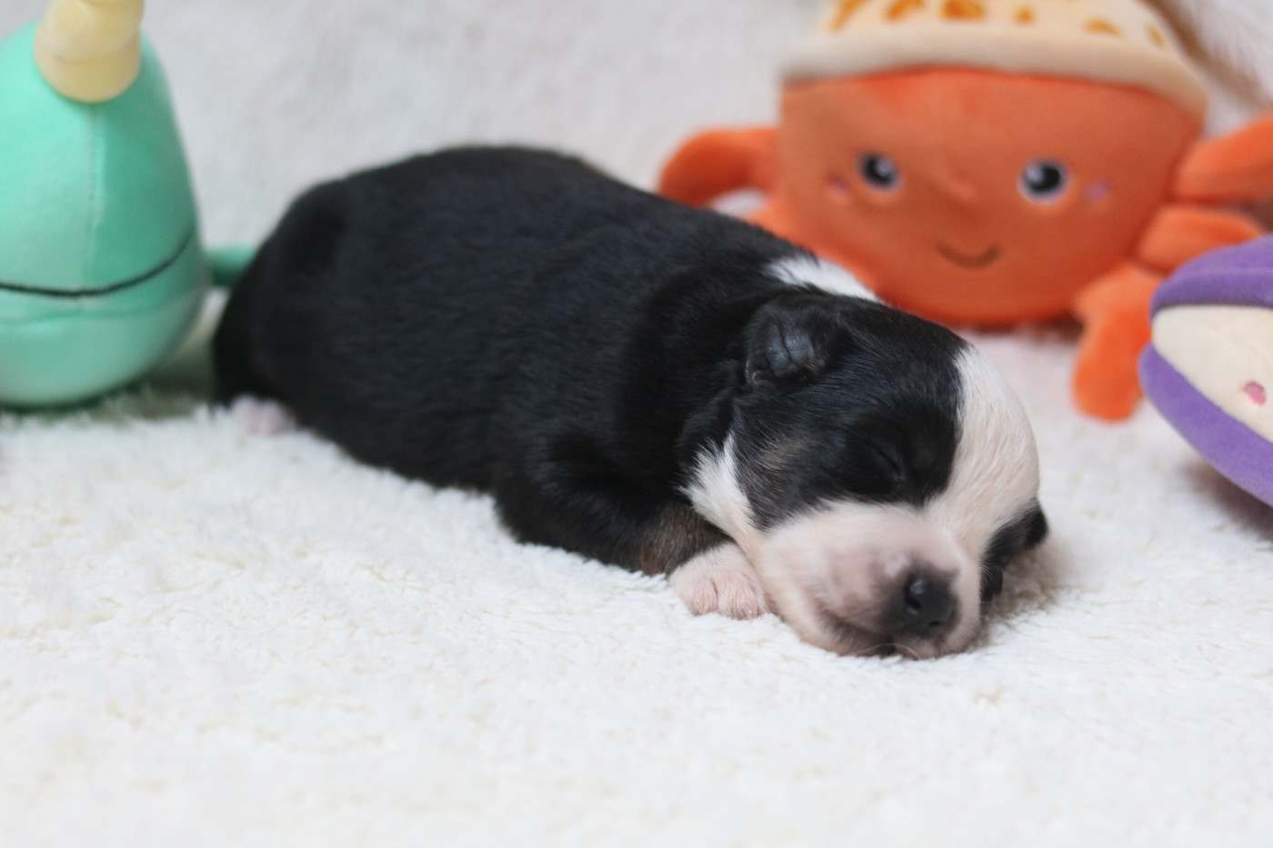 Des Bois De Nelliel - Chiots disponibles - Berger Américain Miniature 