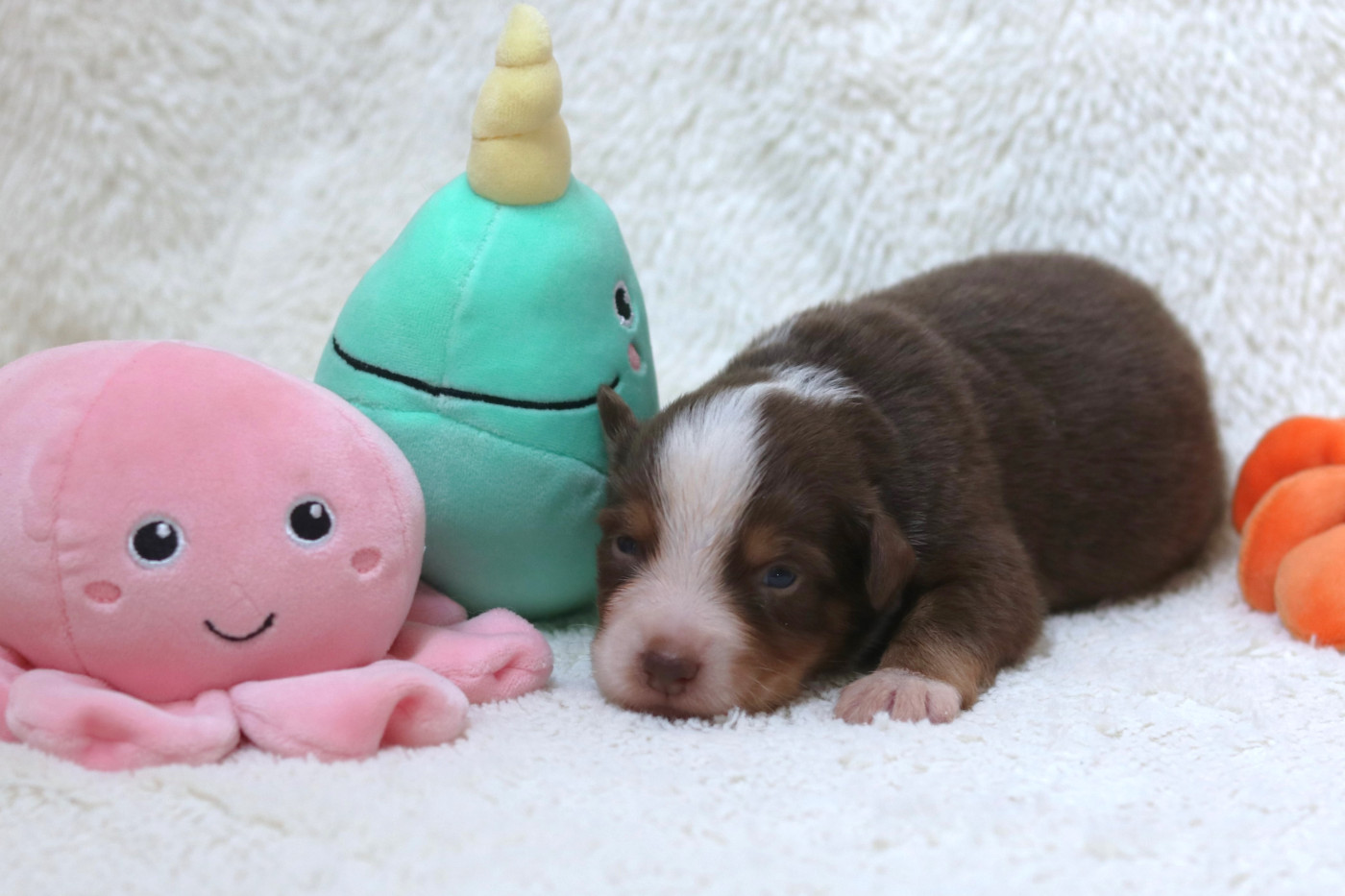 Des Bois De Nelliel - Chiots disponibles - Berger Américain Miniature 