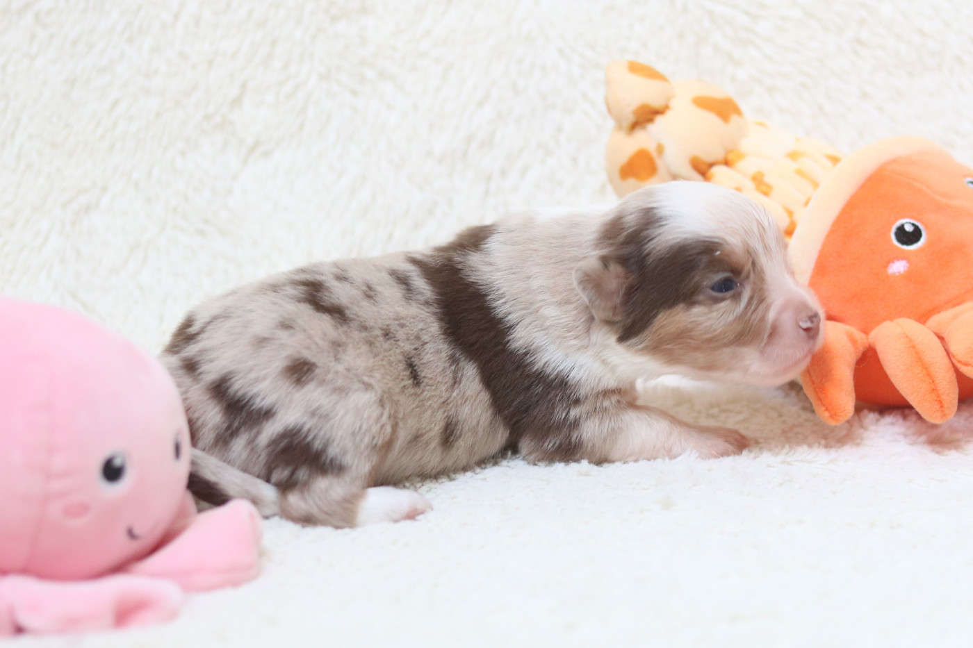 Des Bois De Nelliel - Chiots disponibles - Berger Américain Miniature 