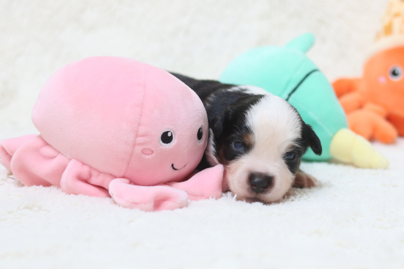 Des Bois De Nelliel - Chiots disponibles - Berger Américain Miniature 