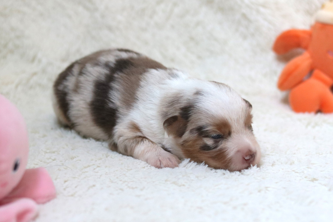 Des Bois De Nelliel - Chiots disponibles - Berger Américain Miniature 