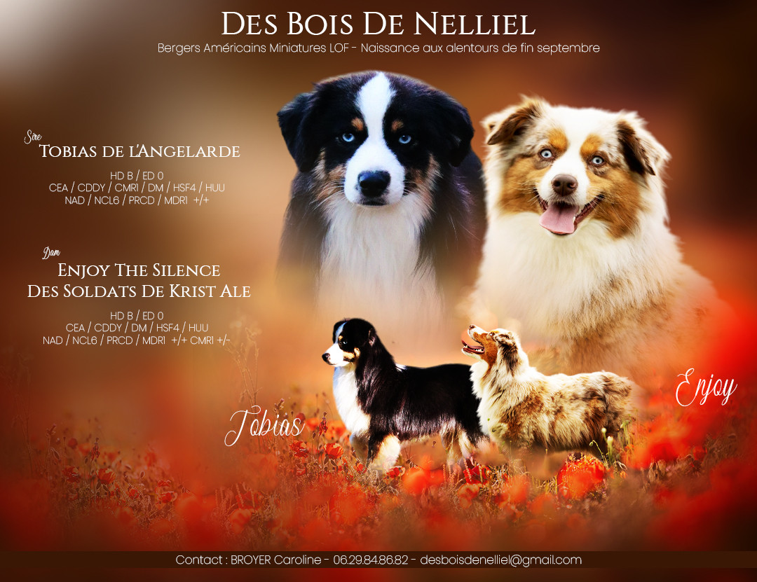 Chiot Berger Américain Miniature  Des Bois De Nelliel