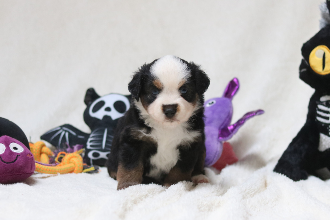 Des Bois De Nelliel - Chiots disponibles - Berger Américain Miniature 