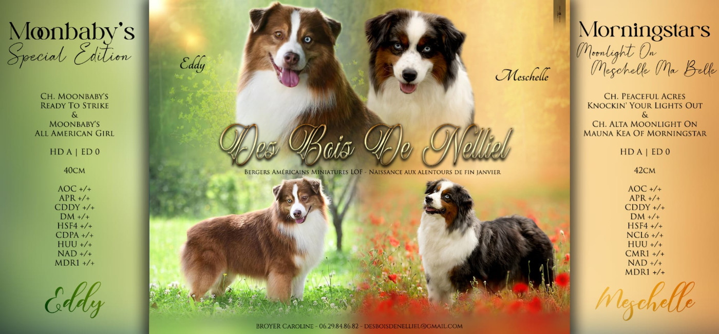 Chiot Berger Américain Miniature  Des Bois De Nelliel