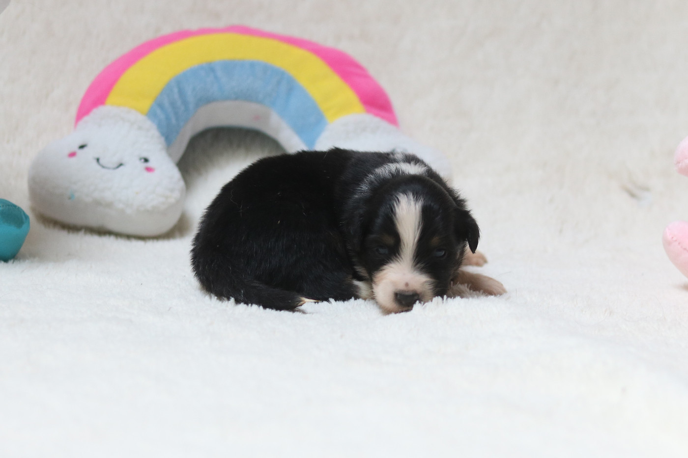 Des Bois De Nelliel - Chiots disponibles - Berger Américain Miniature 