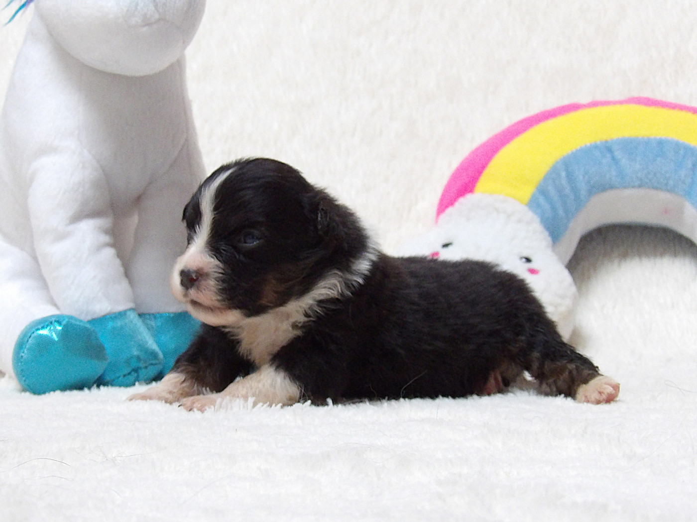 Des Bois De Nelliel - Chiots disponibles - Berger Américain Miniature 