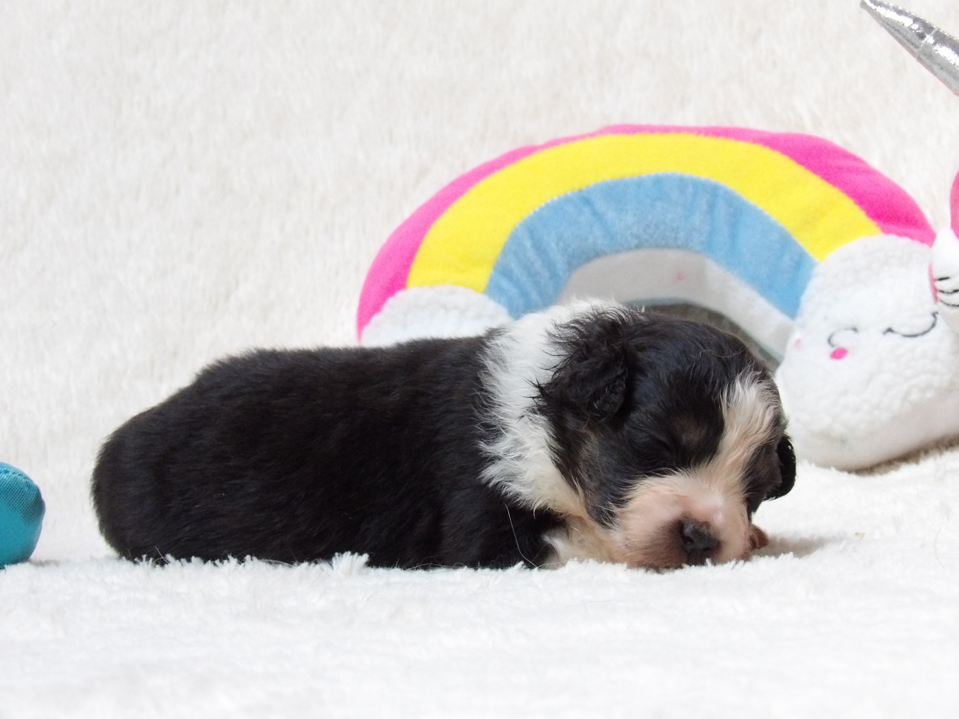 Des Bois De Nelliel - Chiots disponibles - Berger Américain Miniature 