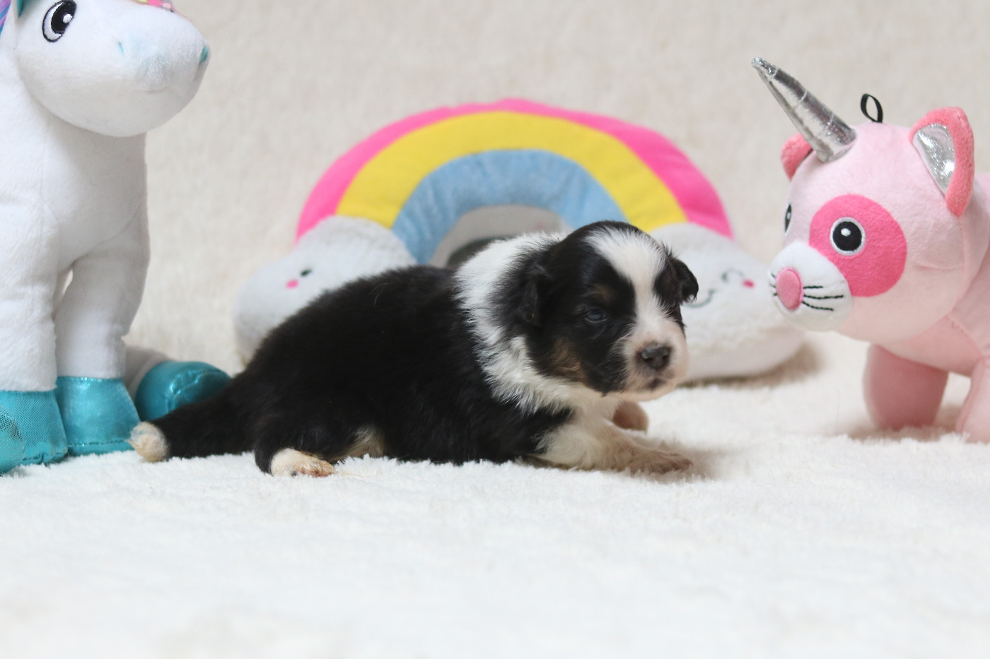 Des Bois De Nelliel - Chiots disponibles - Berger Américain Miniature 