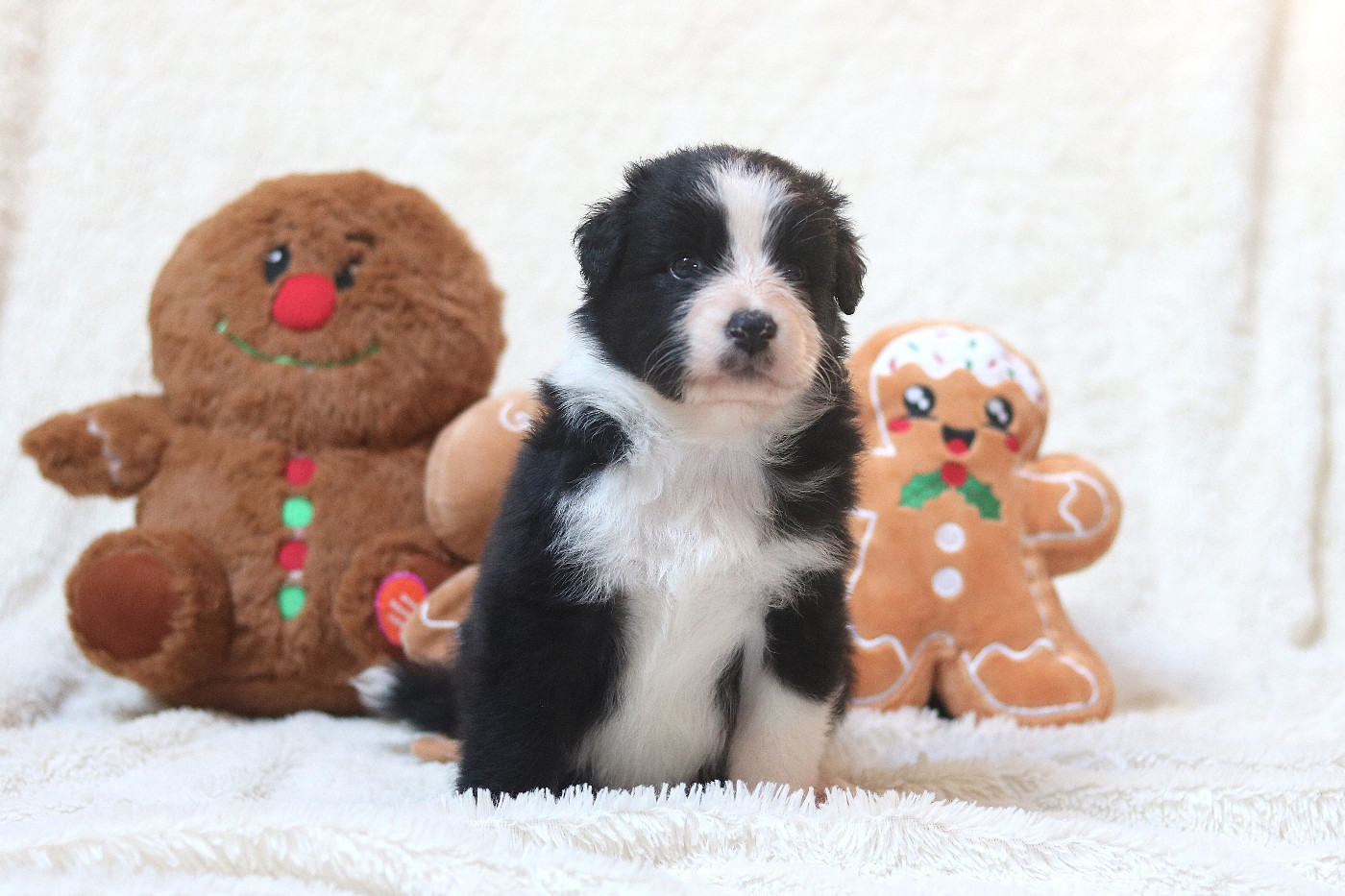 Des Bois De Nelliel - Chiots disponibles - Berger Australien