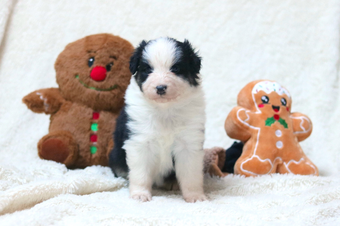 Des Bois De Nelliel - Chiots disponibles - Berger Australien