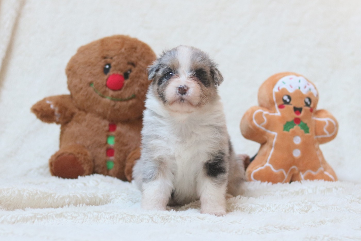 Des Bois De Nelliel - Chiots disponibles - Berger Australien