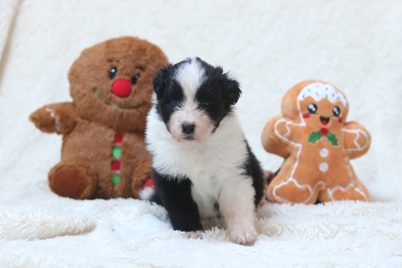 Des Bois De Nelliel - Chiots disponibles - Berger Australien