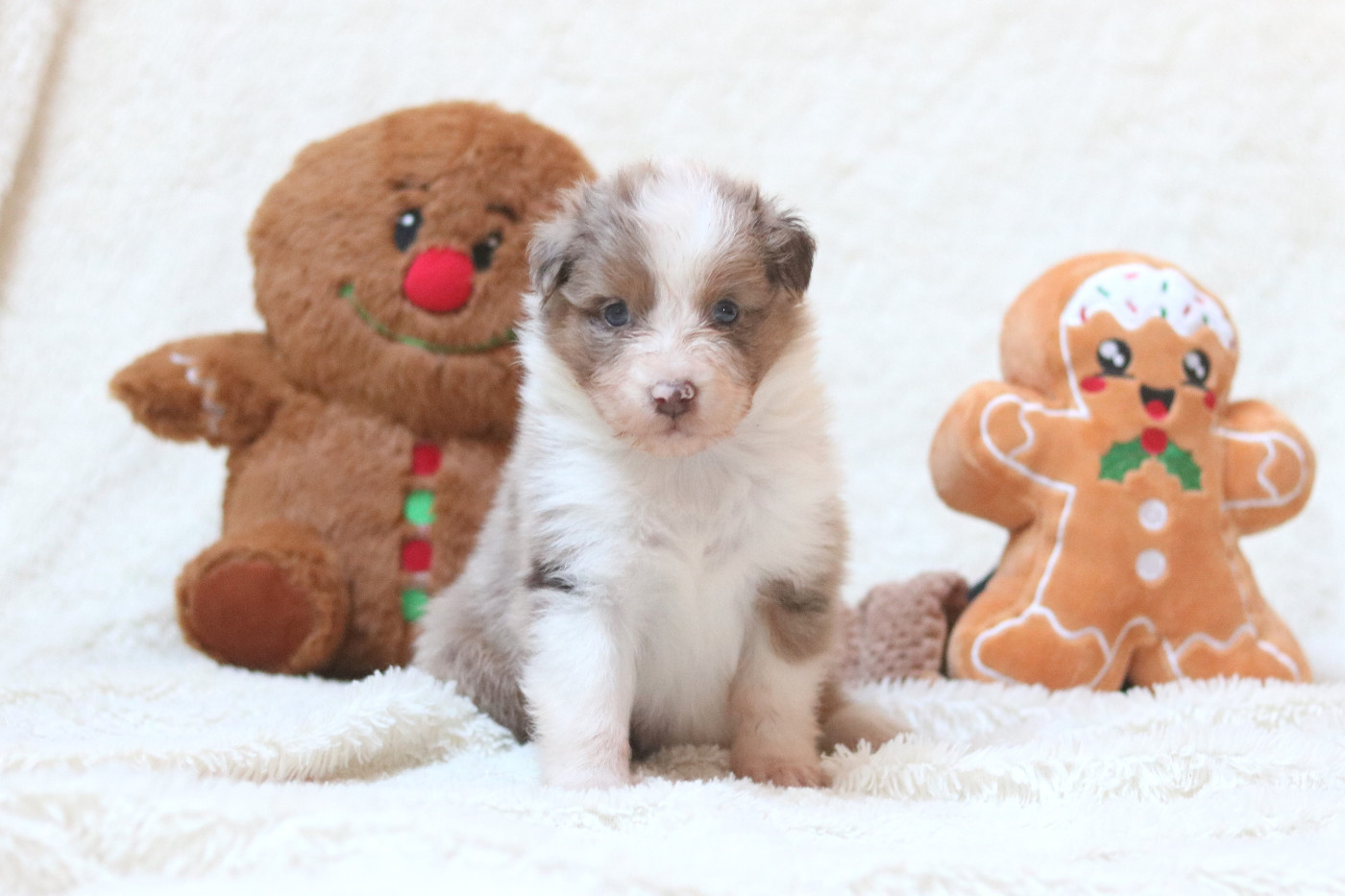 Des Bois De Nelliel - Chiots disponibles - Berger Australien