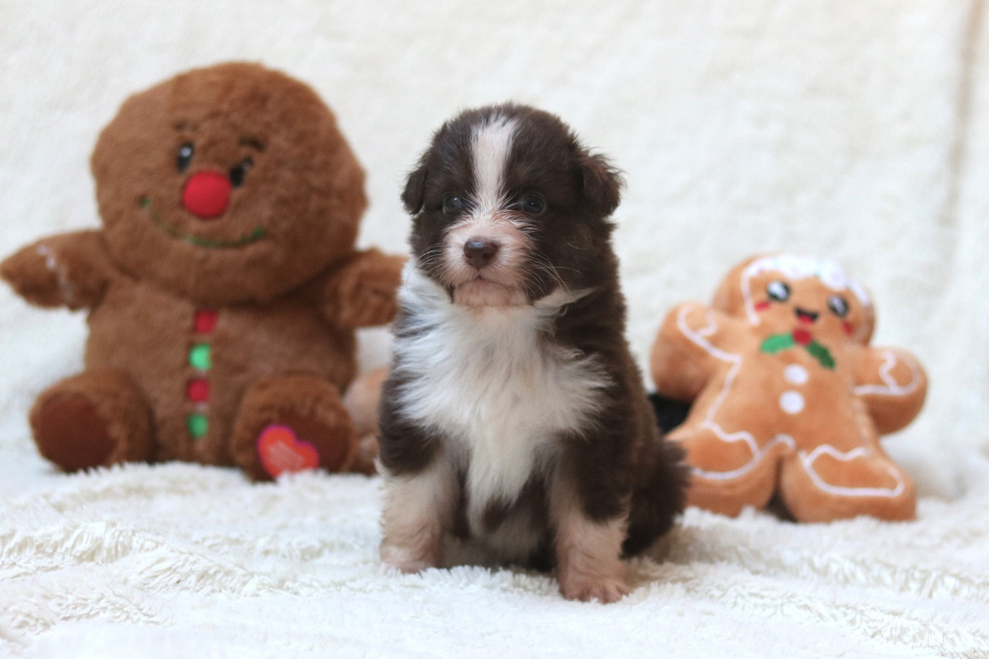 Des Bois De Nelliel - Chiots disponibles - Berger Australien