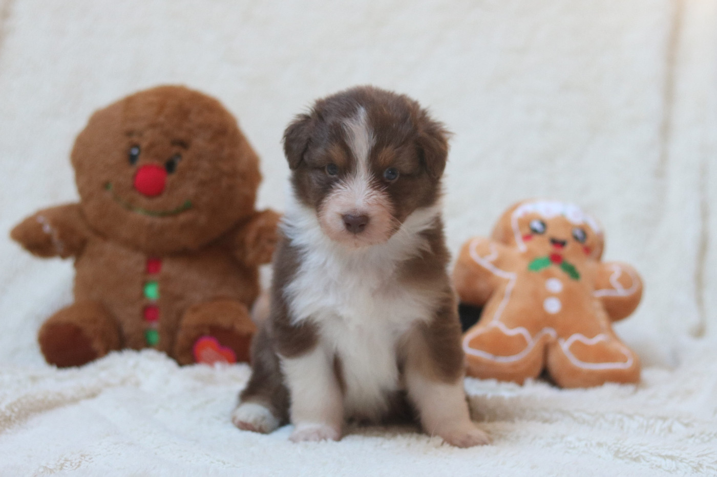 Des Bois De Nelliel - Chiots disponibles - Berger Australien