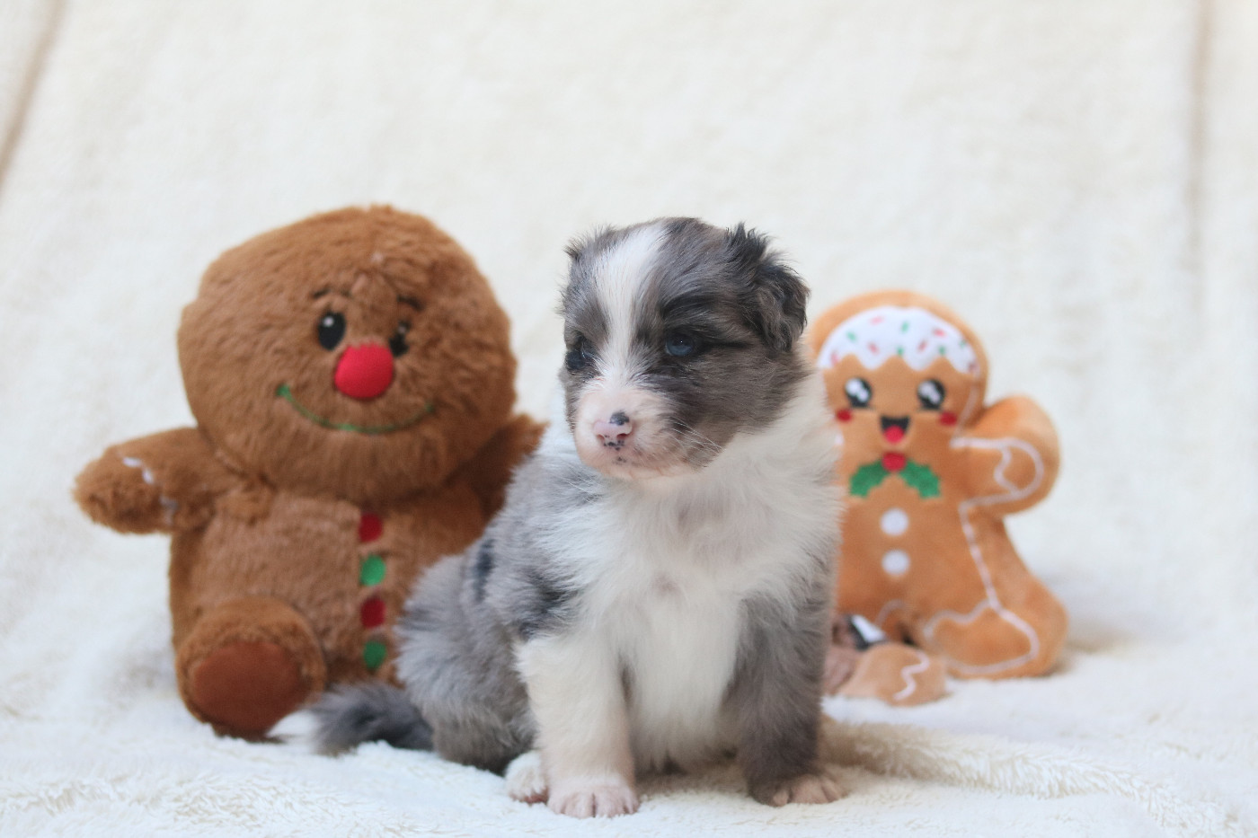 Des Bois De Nelliel - Chiots disponibles - Berger Australien