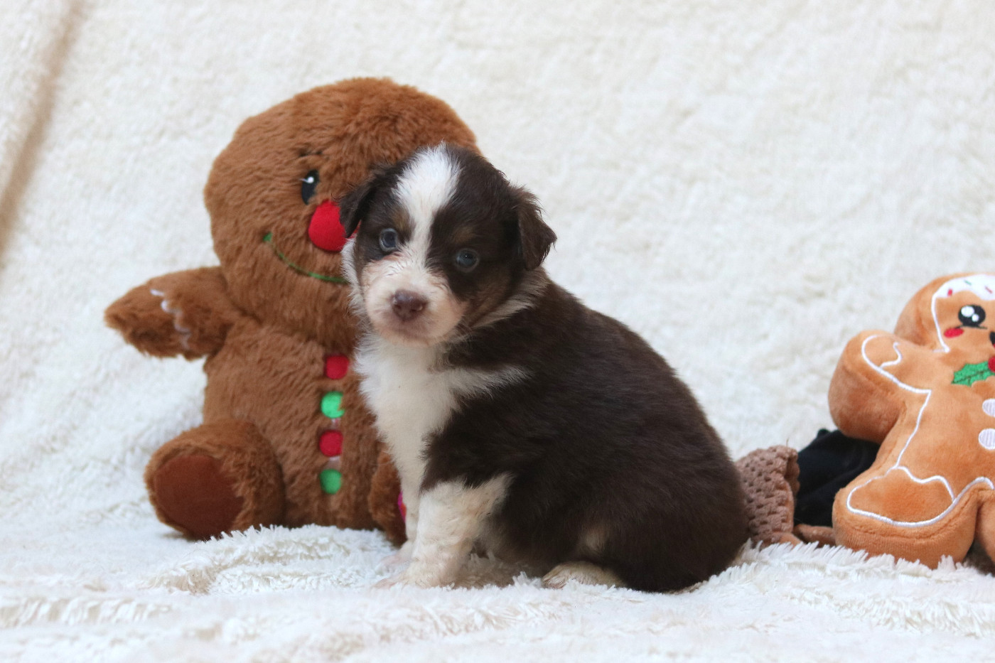 Des Bois De Nelliel - Chiots disponibles - Berger Américain Miniature 