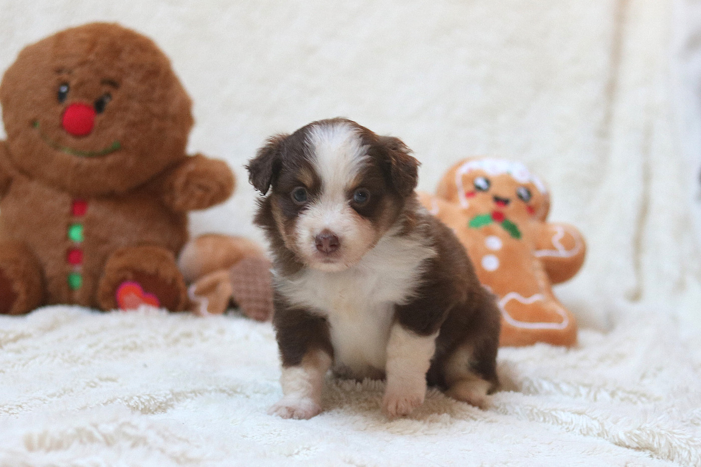 Des Bois De Nelliel - Chiots disponibles - Berger Américain Miniature 