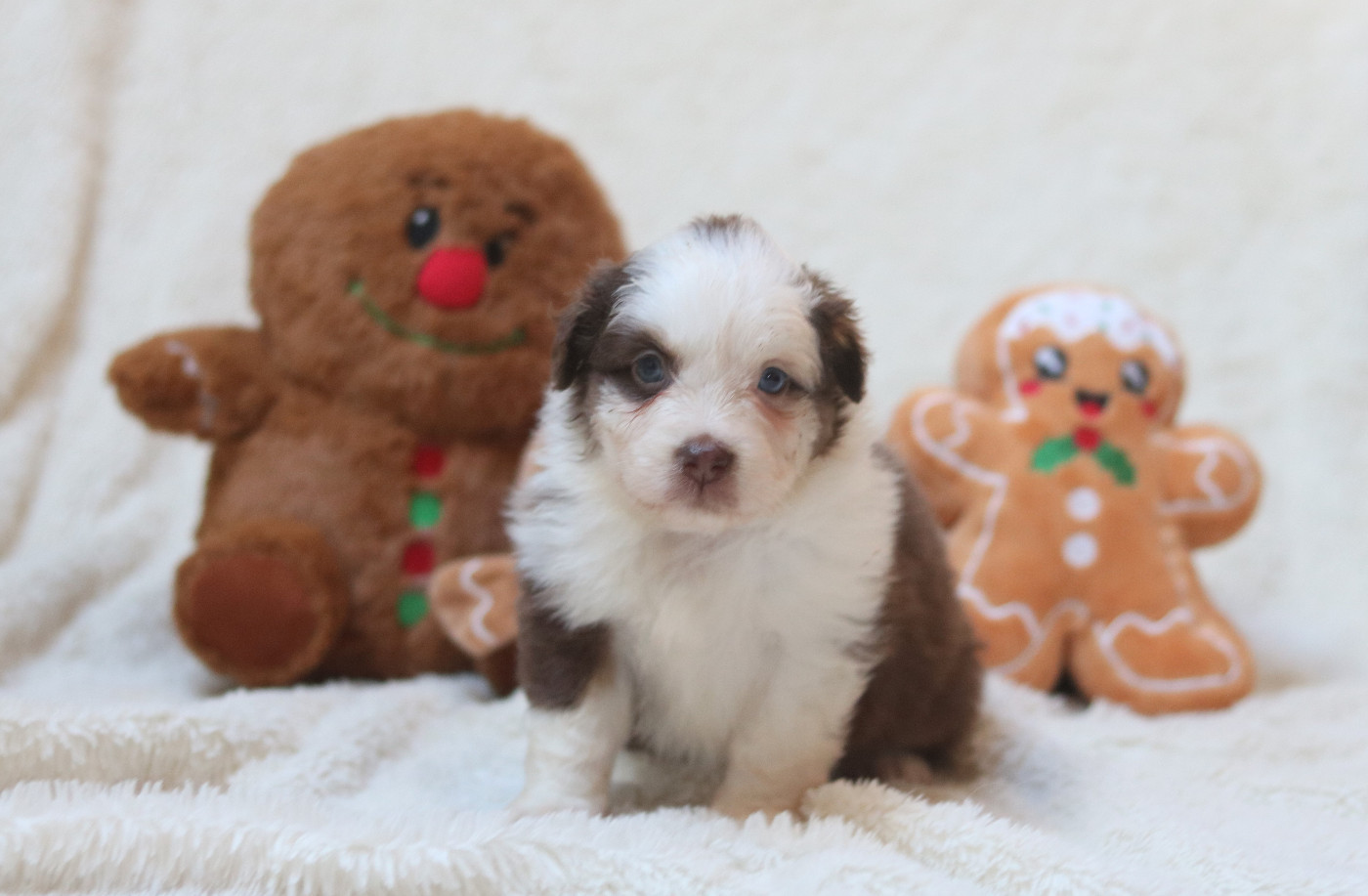 Des Bois De Nelliel - Chiots disponibles - Berger Américain Miniature 