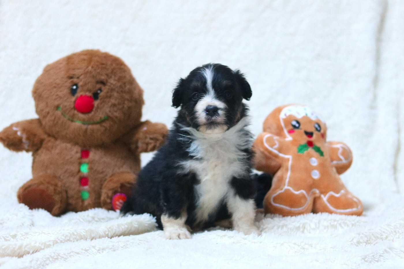 Des Bois De Nelliel - Chiots disponibles - Berger Américain Miniature 