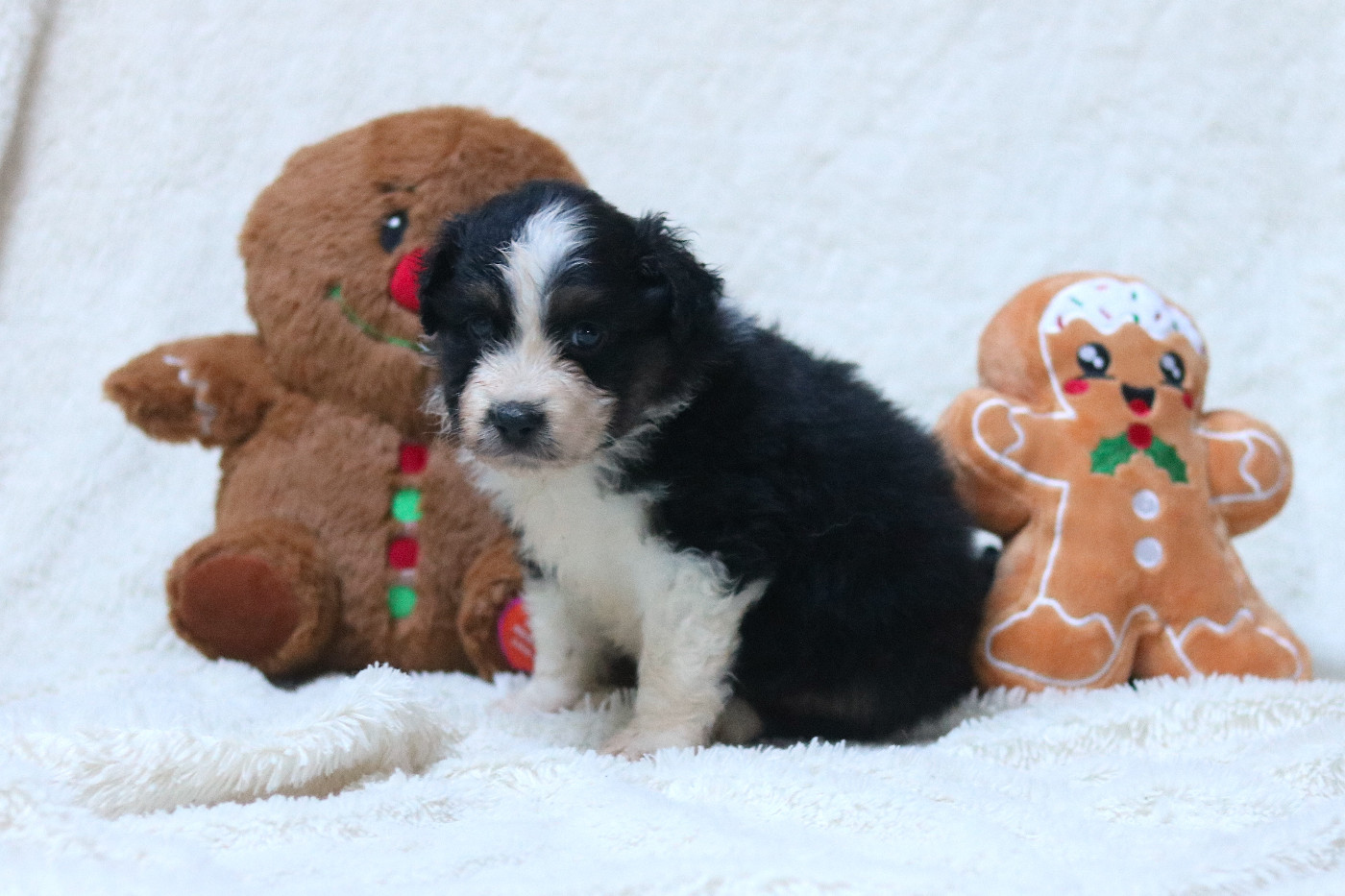 Des Bois De Nelliel - Chiots disponibles - Berger Américain Miniature 