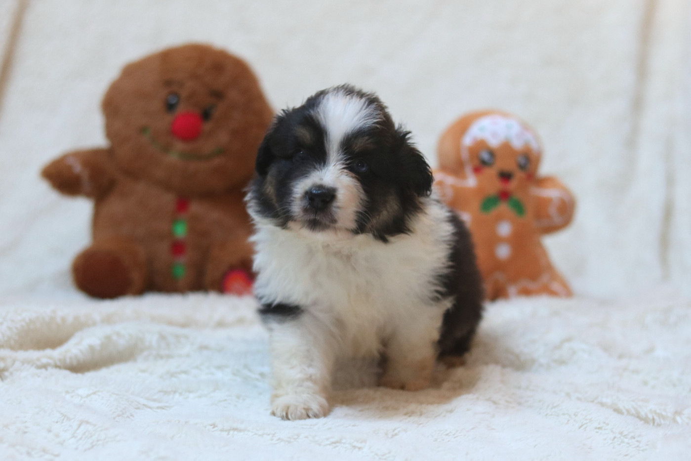 Des Bois De Nelliel - Chiots disponibles - Berger Américain Miniature 