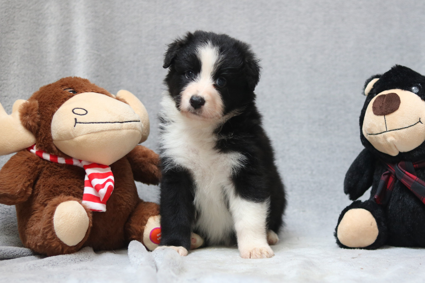 Des Bois De Nelliel - Chiots disponibles - Berger Australien