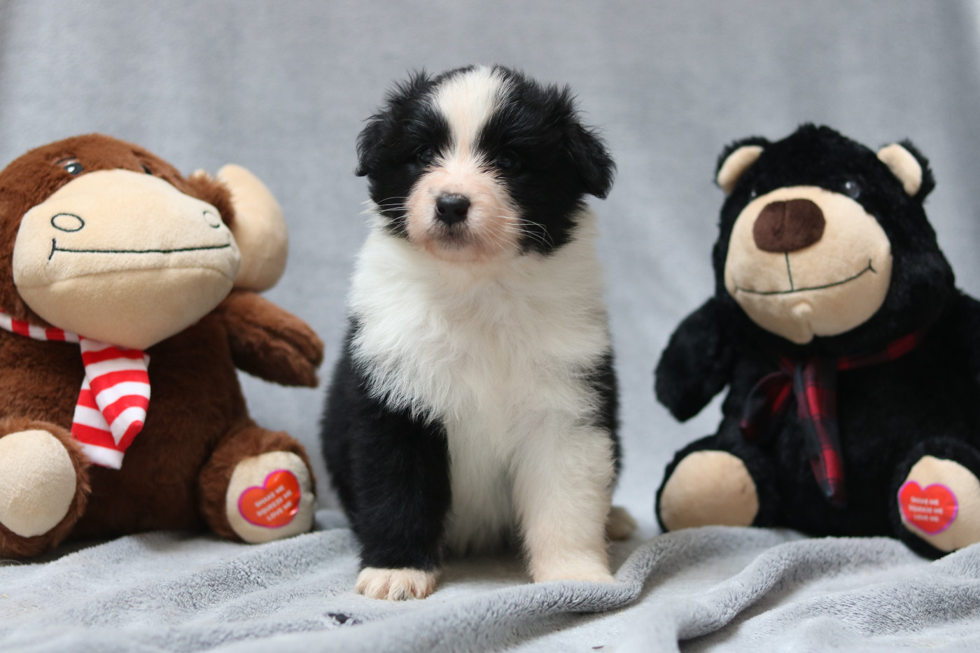 Des Bois De Nelliel - Chiots disponibles - Berger Australien