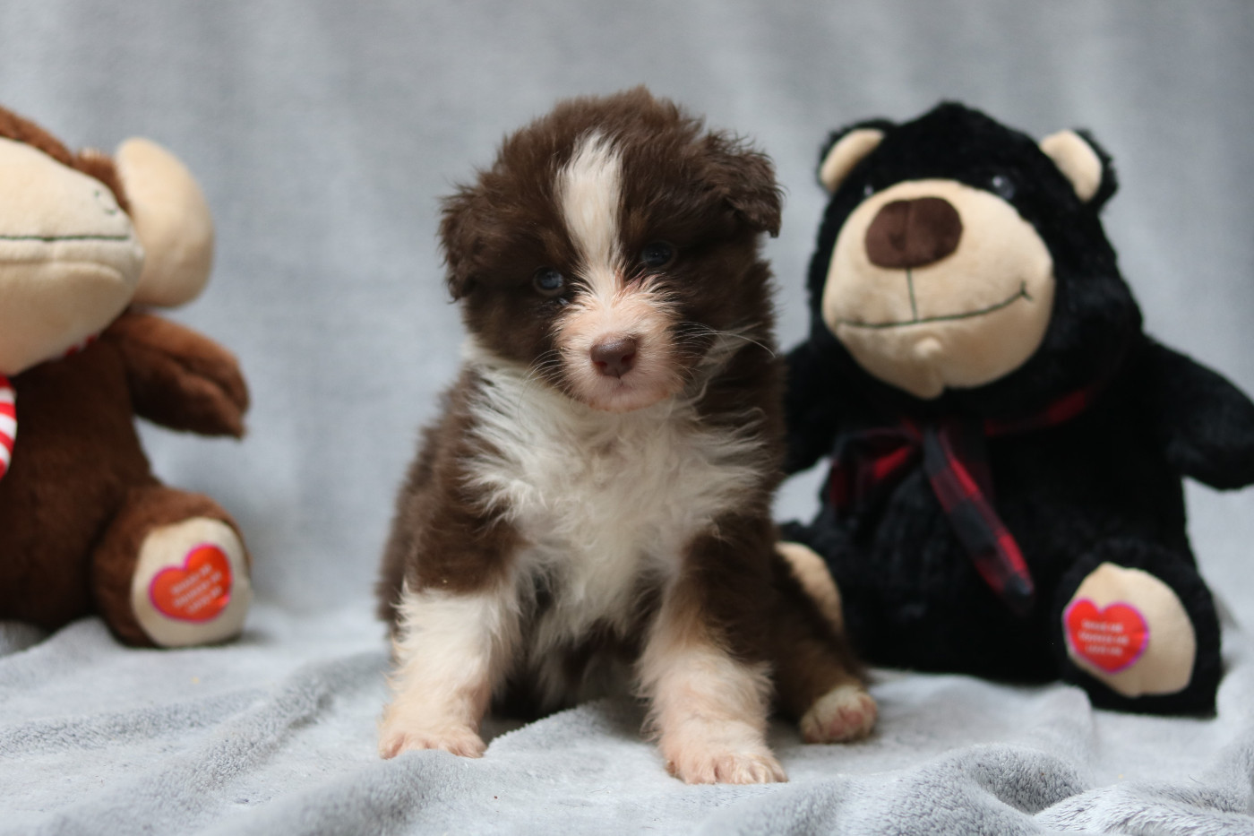 Des Bois De Nelliel - Chiots disponibles - Berger Australien