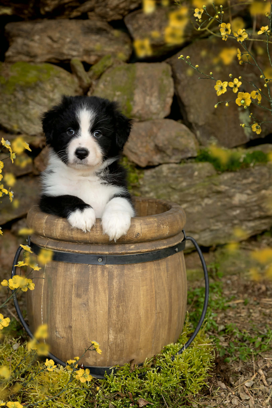 Des Bois De Nelliel - Chiots disponibles - Berger Australien