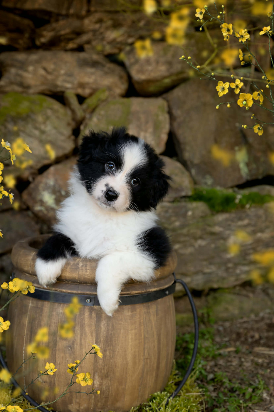 Des Bois De Nelliel - Chiots disponibles - Berger Australien