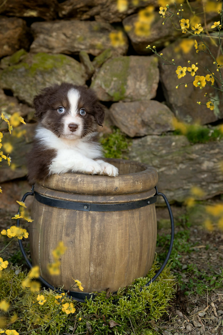 Des Bois De Nelliel - Chiots disponibles - Berger Australien