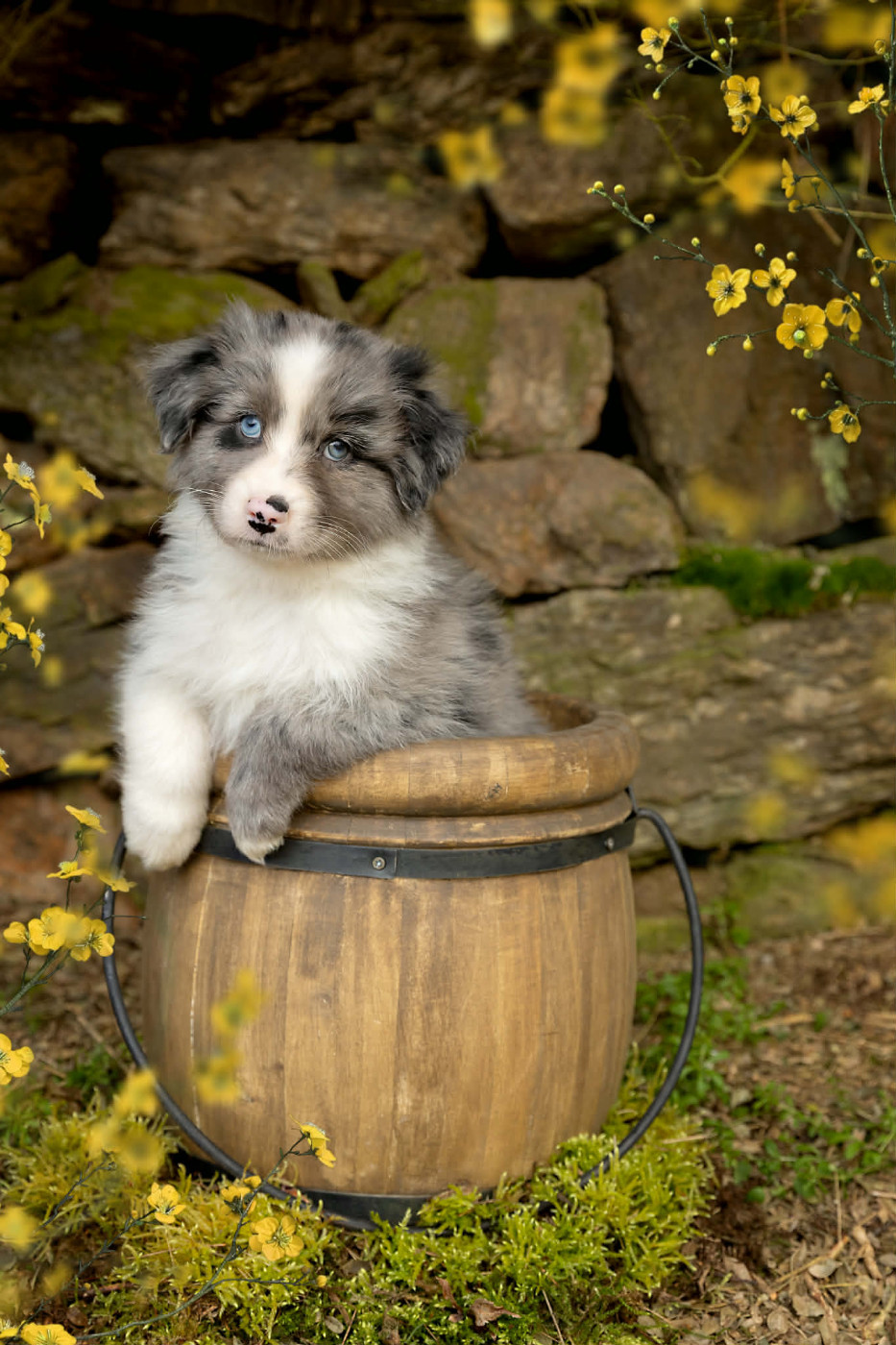 Des Bois De Nelliel - Chiots disponibles - Berger Australien