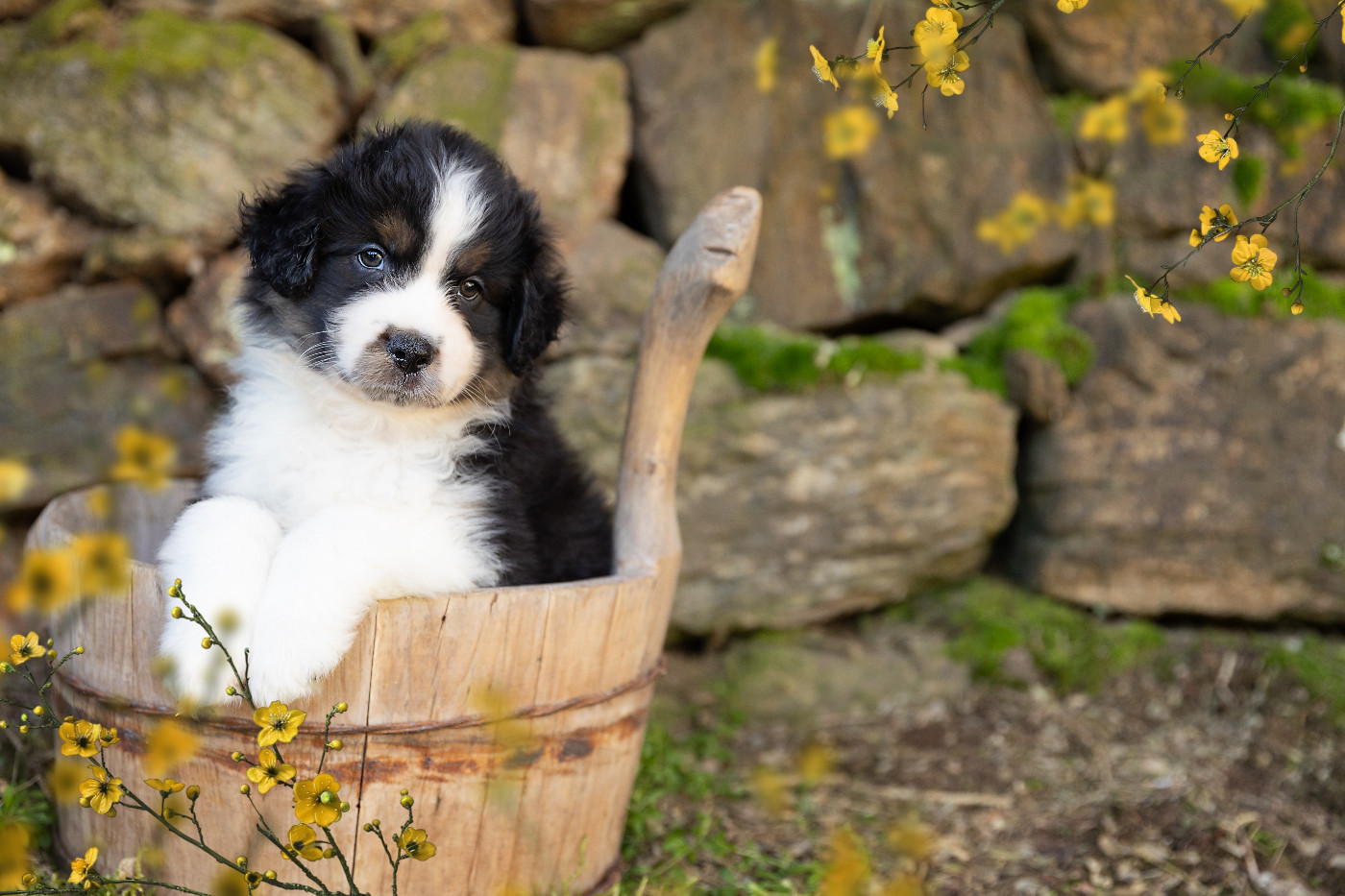 Des Bois De Nelliel - Chiots disponibles - Berger Américain Miniature 