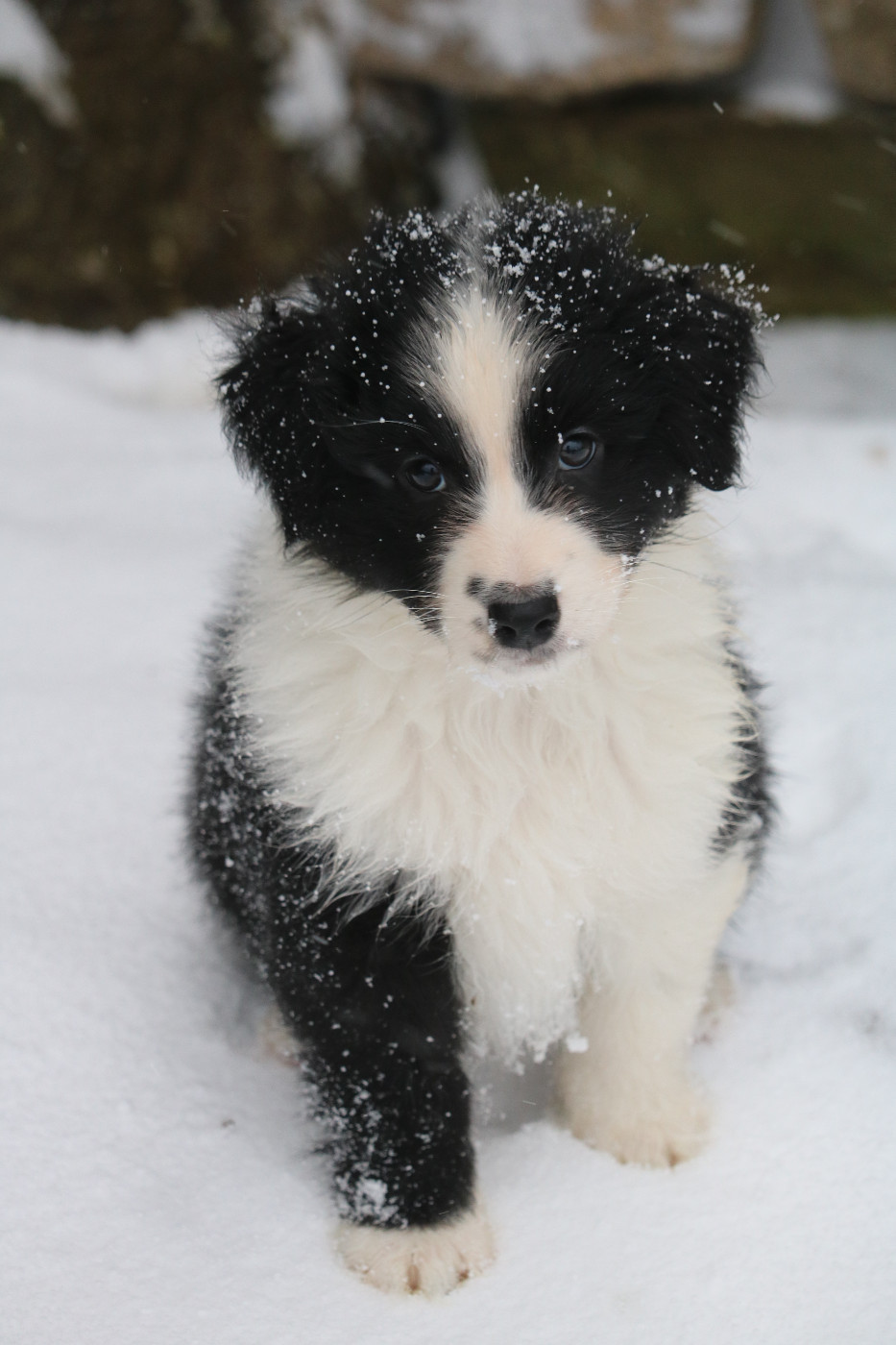 Des Bois De Nelliel - Chiots disponibles - Berger Australien