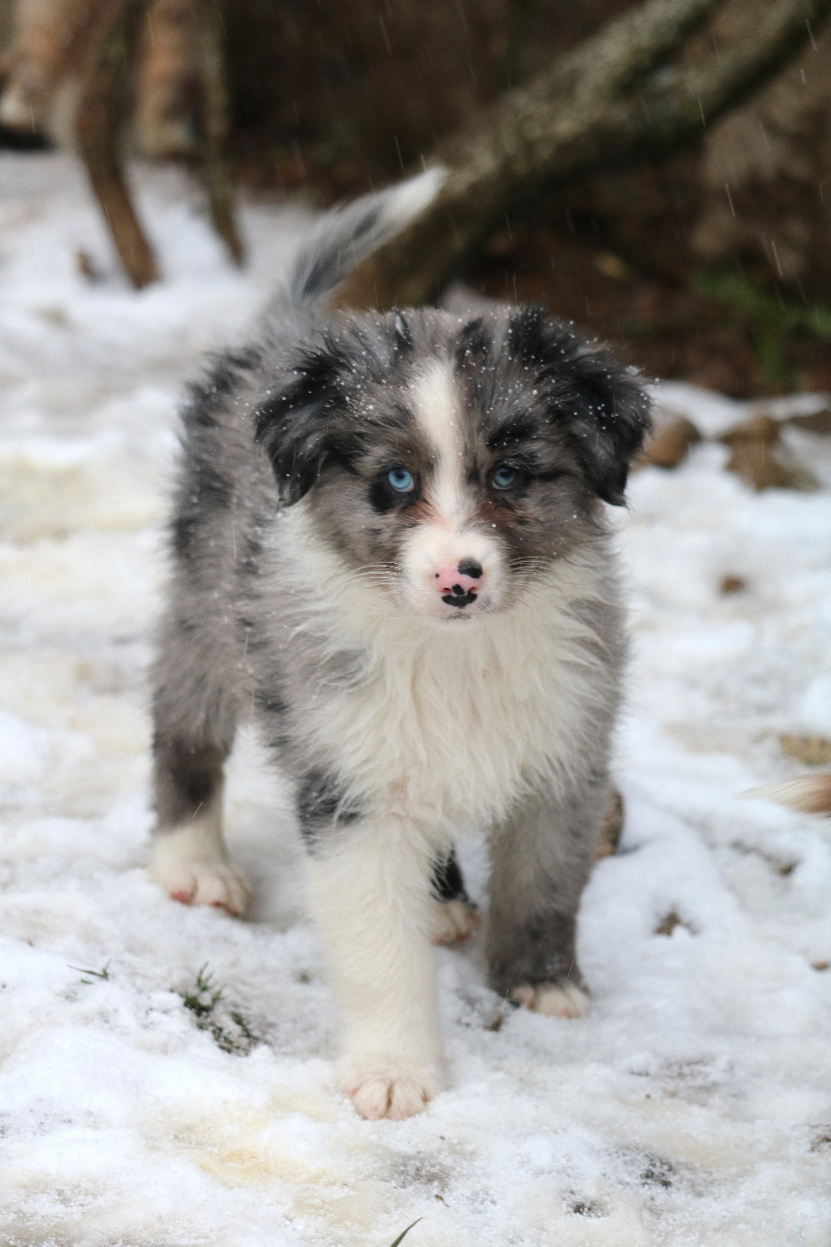 Des Bois De Nelliel - Chiots disponibles - Berger Australien
