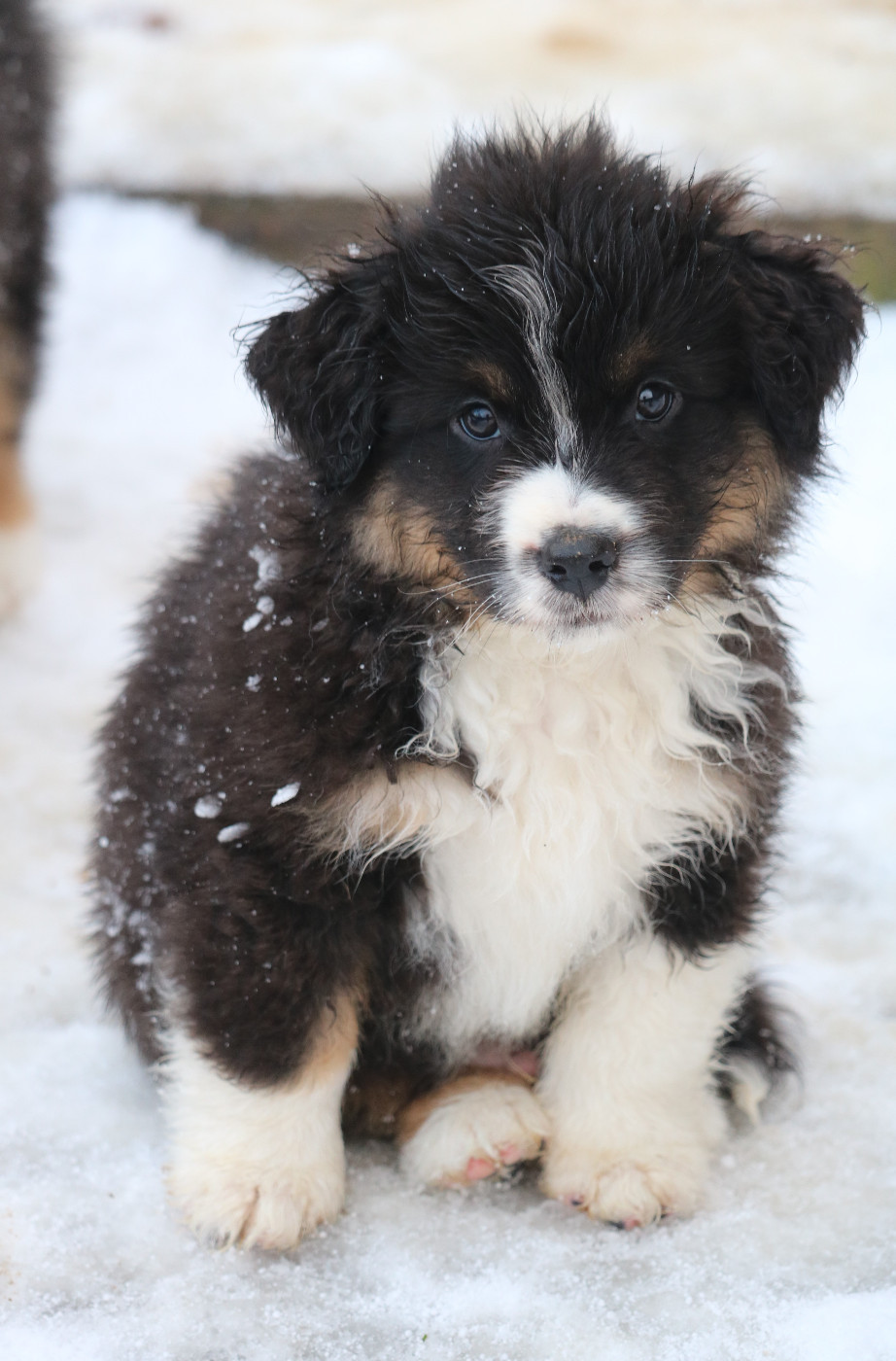 Des Bois De Nelliel - Chiots disponibles - Berger Américain Miniature 