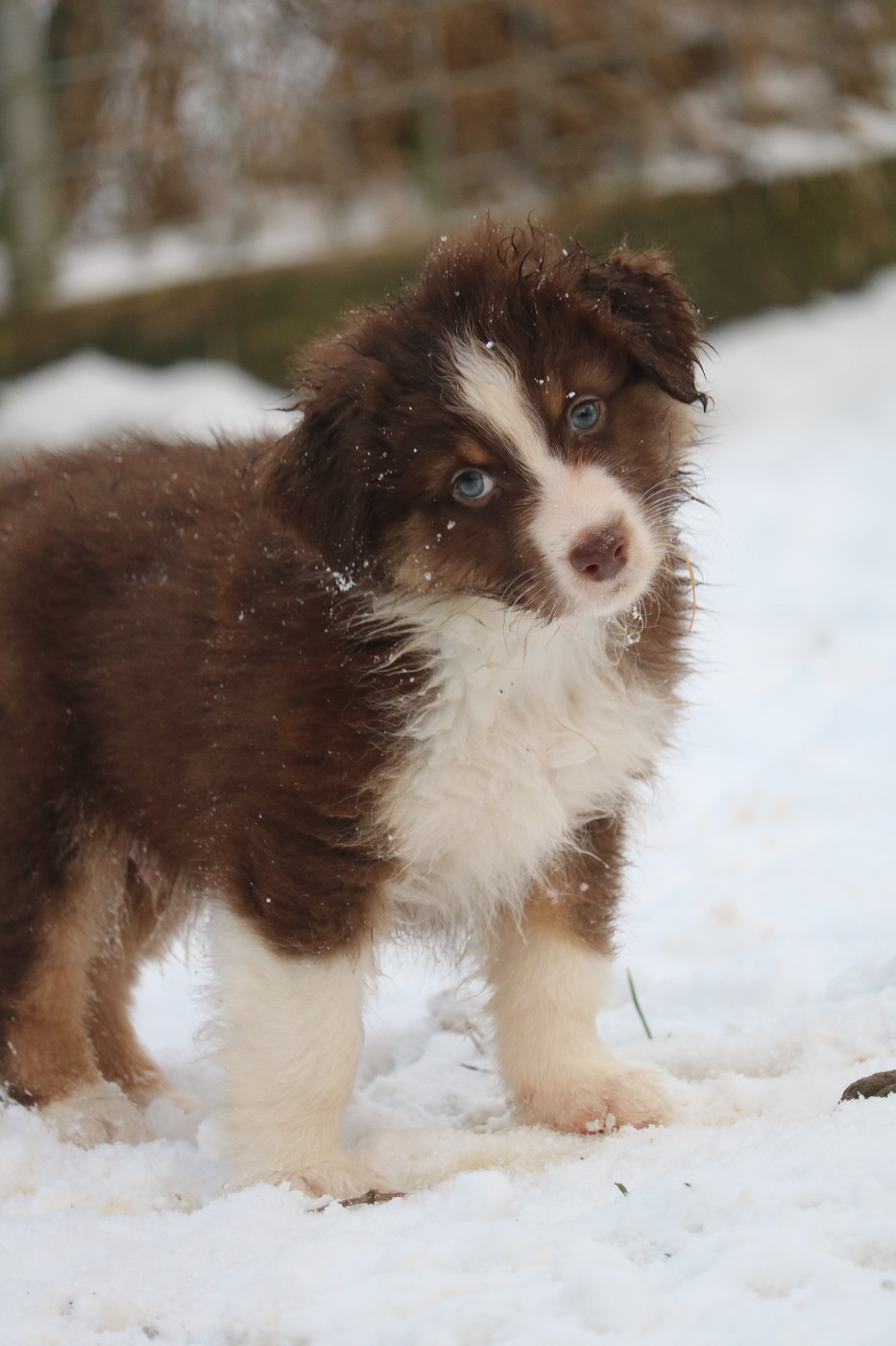 Des Bois De Nelliel - Chiots disponibles - Berger Australien