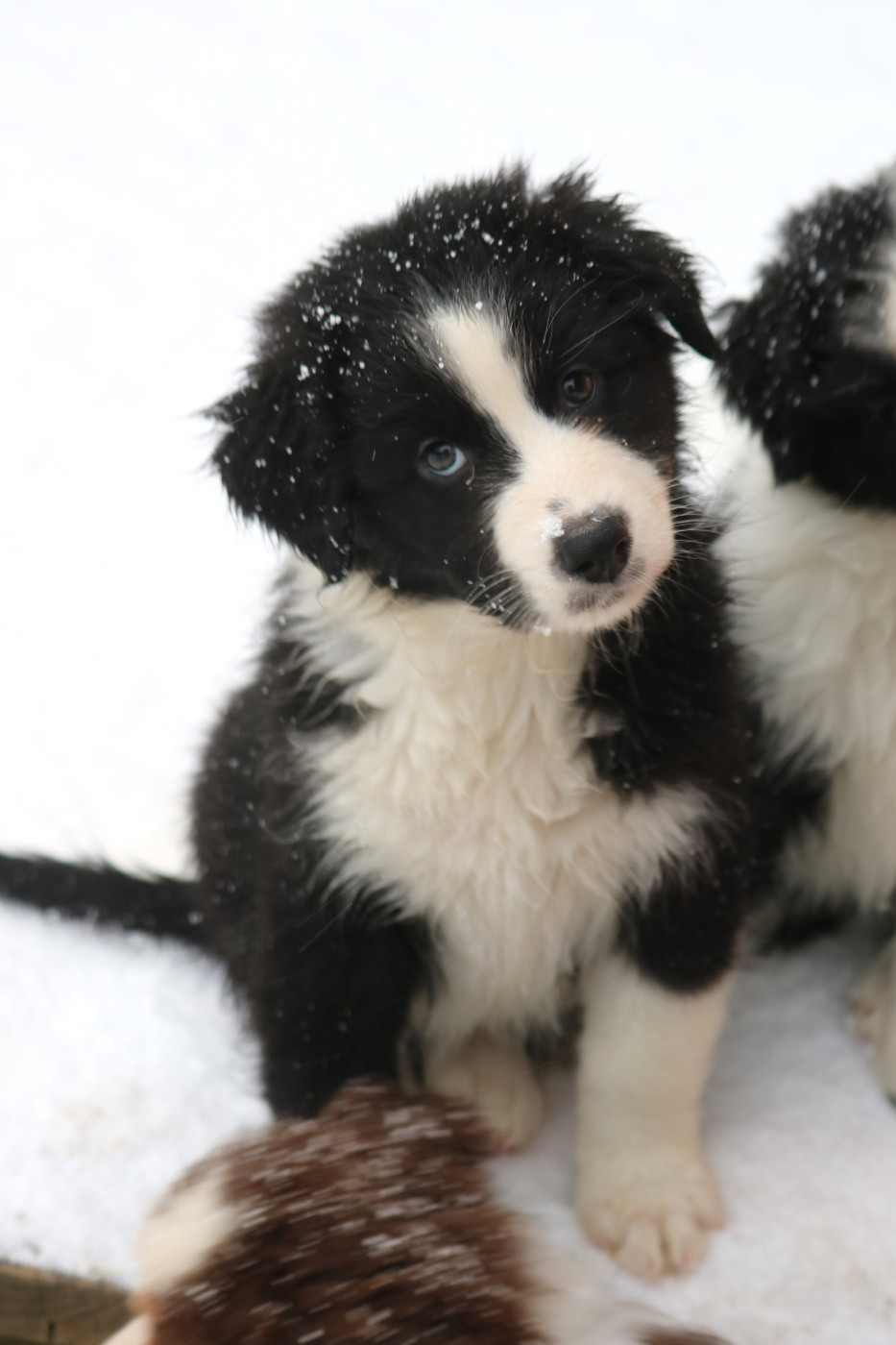 Des Bois De Nelliel - Chiots disponibles - Berger Australien