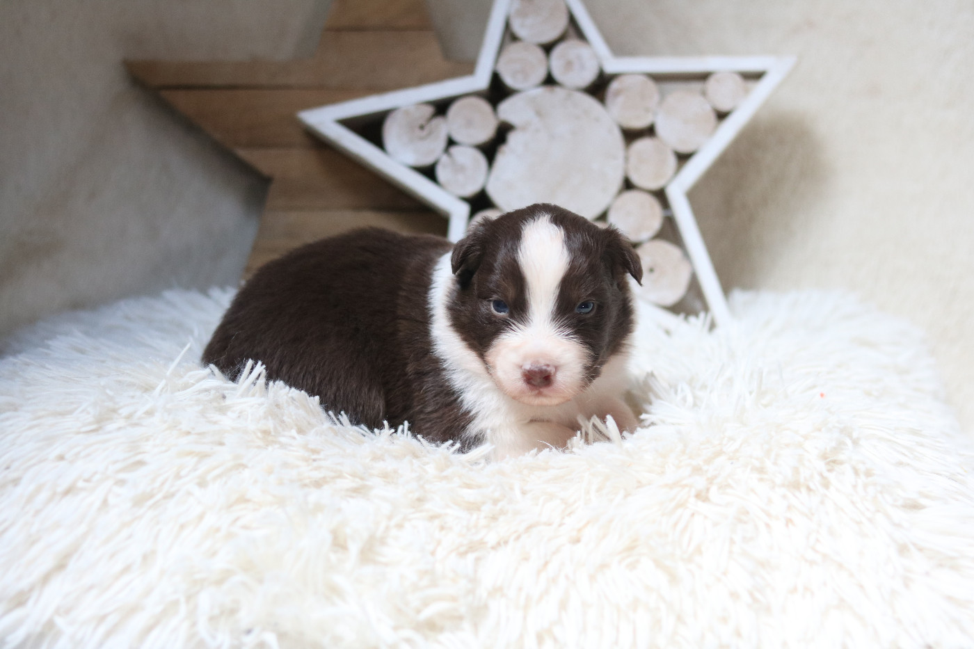 Des Bois De Nelliel - Chiots disponibles - Berger Australien