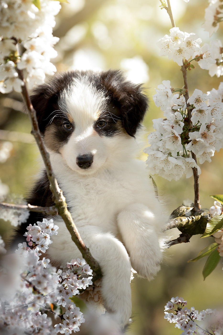 Des Bois De Nelliel - Chiots disponibles - Berger Australien