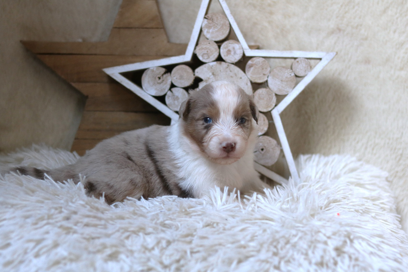 Des Bois De Nelliel - Chiots disponibles - Berger Australien