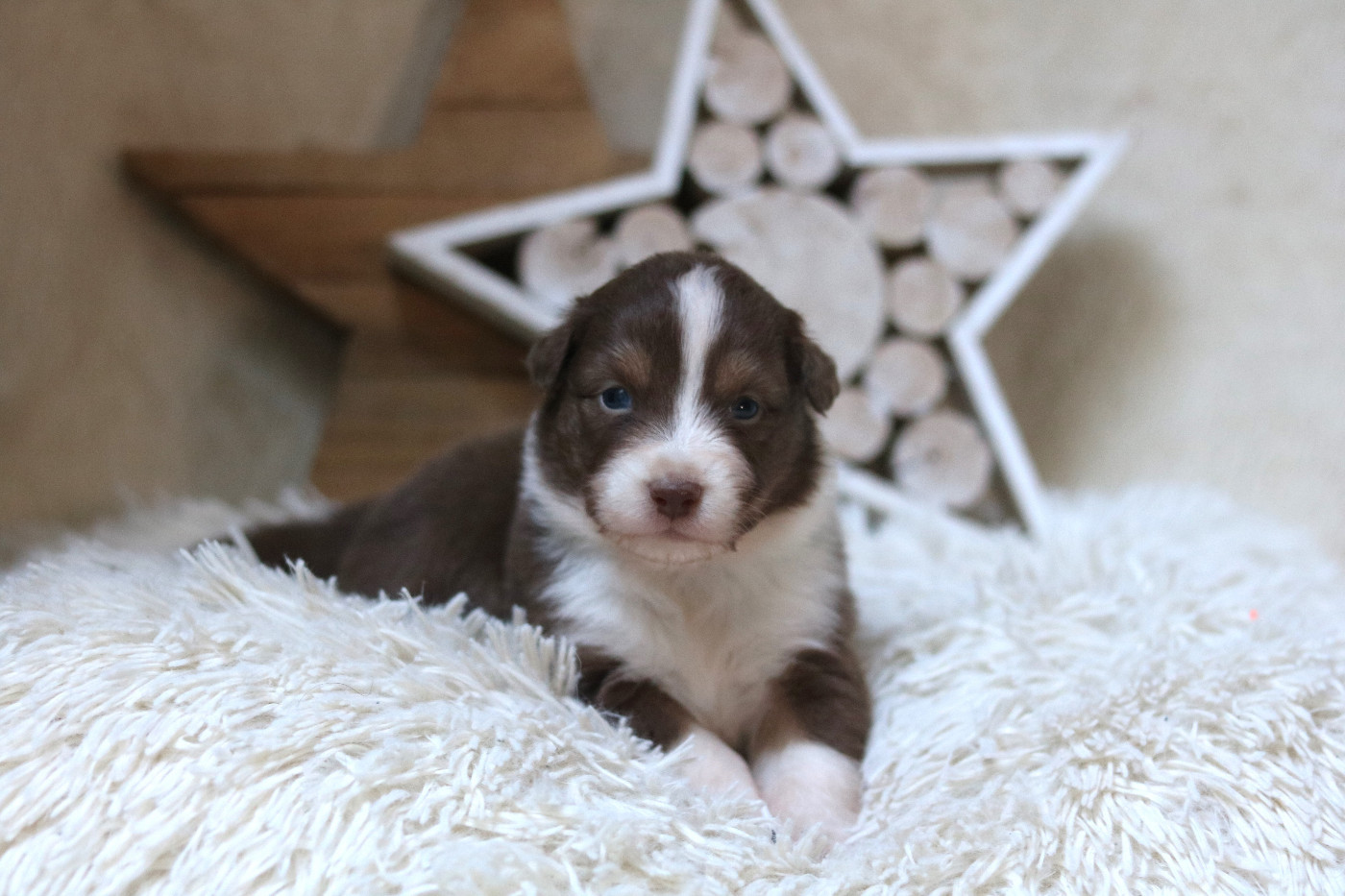 Des Bois De Nelliel - Chiots disponibles - Berger Australien
