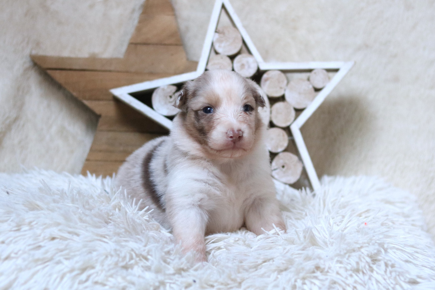Des Bois De Nelliel - Chiots disponibles - Berger Australien