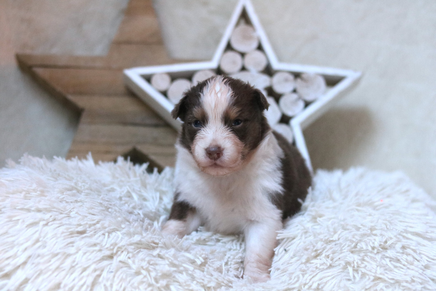 Des Bois De Nelliel - Chiots disponibles - Berger Australien