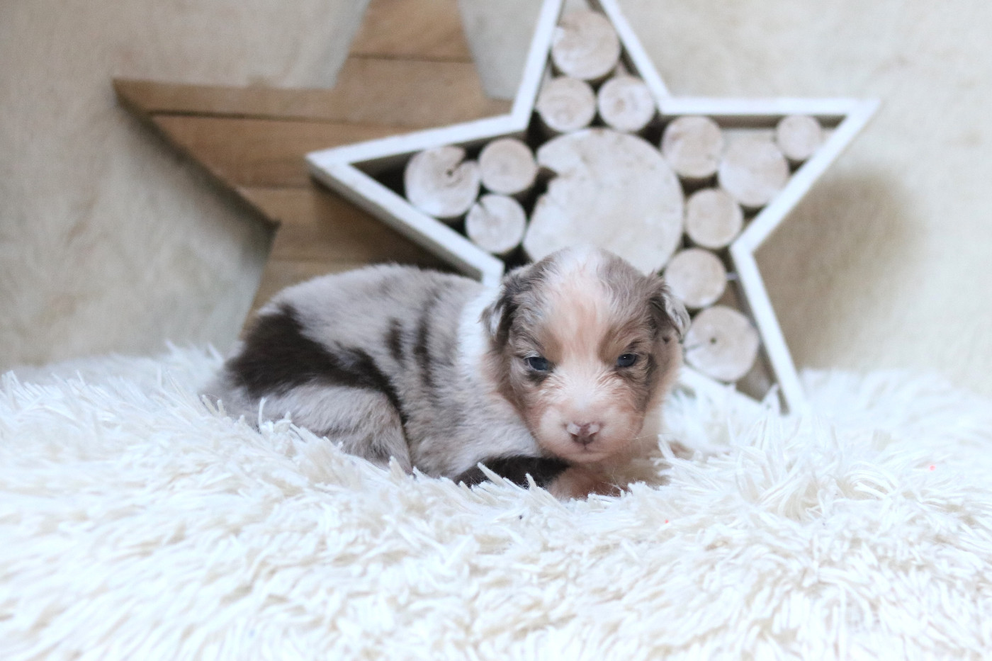 Des Bois De Nelliel - Chiots disponibles - Berger Australien