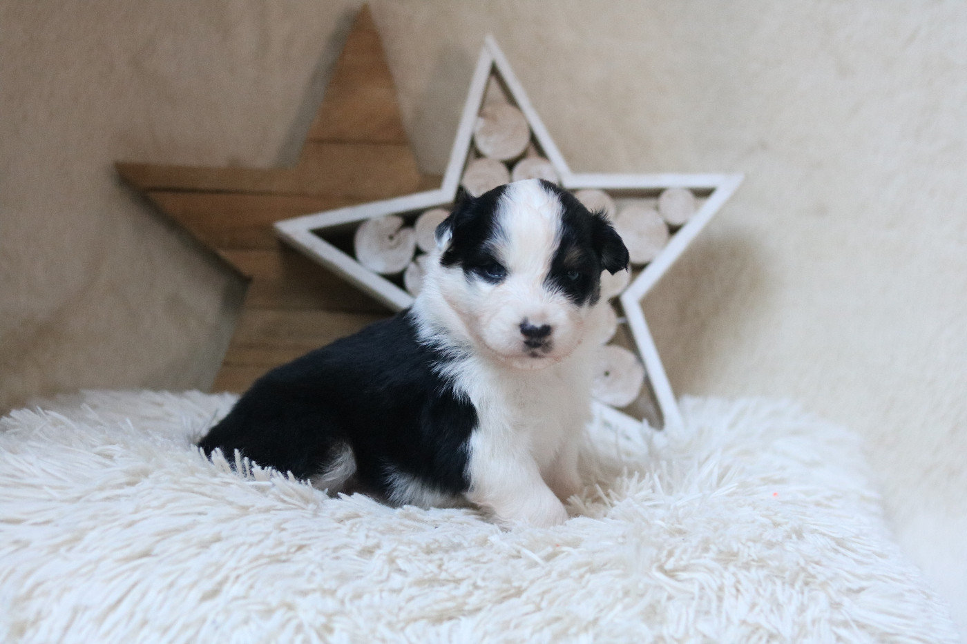 Des Bois De Nelliel - Chiots disponibles - Berger Australien
